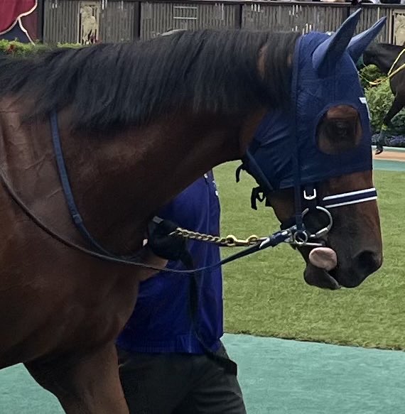【一口馬主】インゼルのディアダイアモンド4